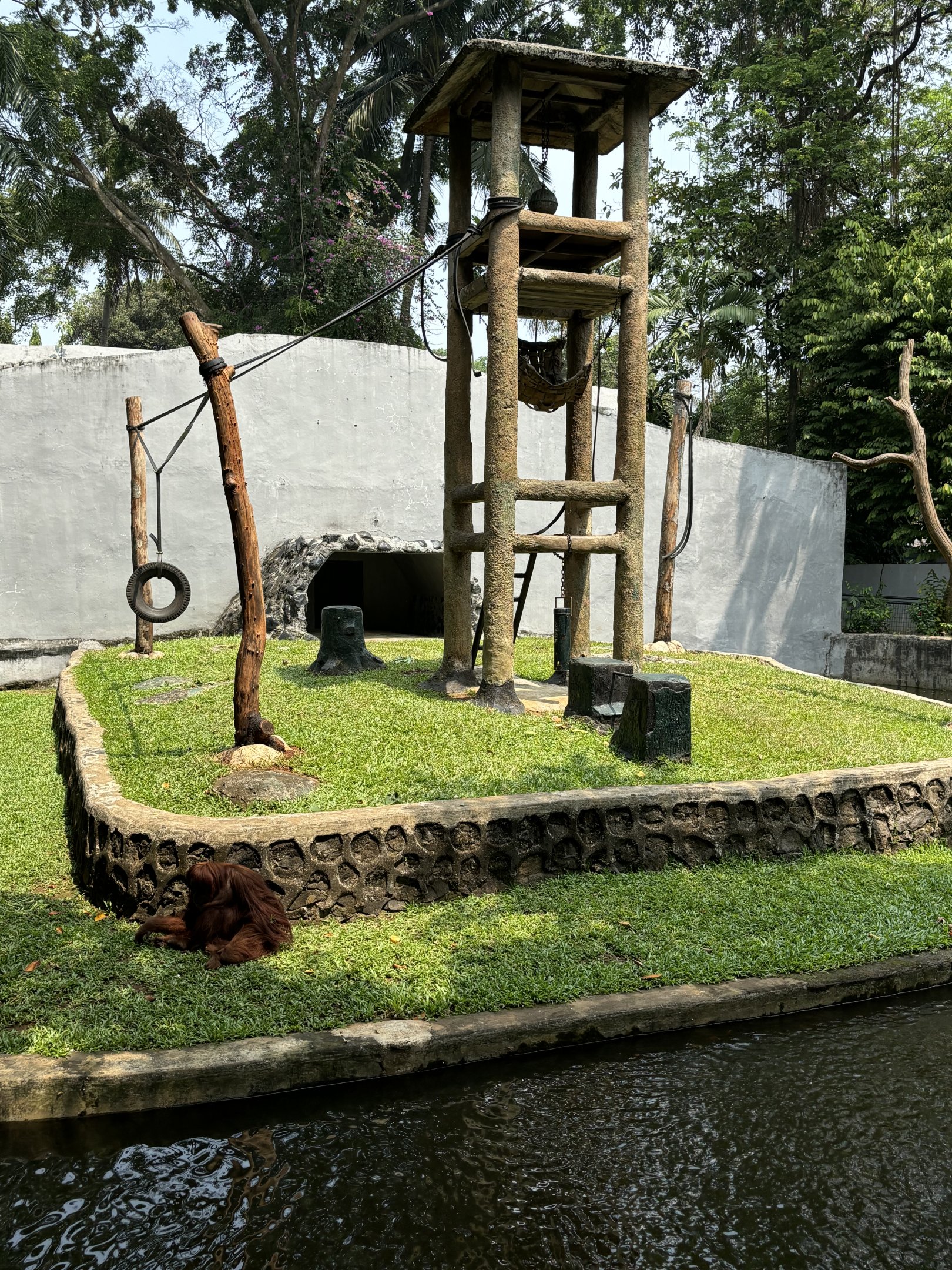 Orangutan Exhibit #8 - Sumatran