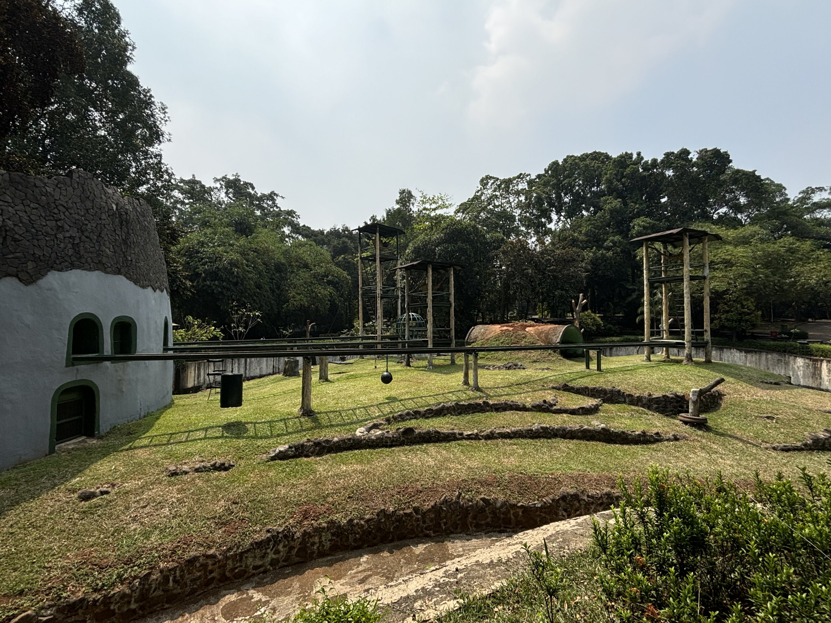 Orangutan Exhibit #9 - Bornean