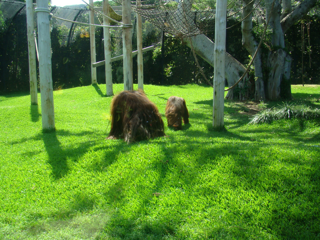 Orangutan exhibit at the Honolulu Zoo