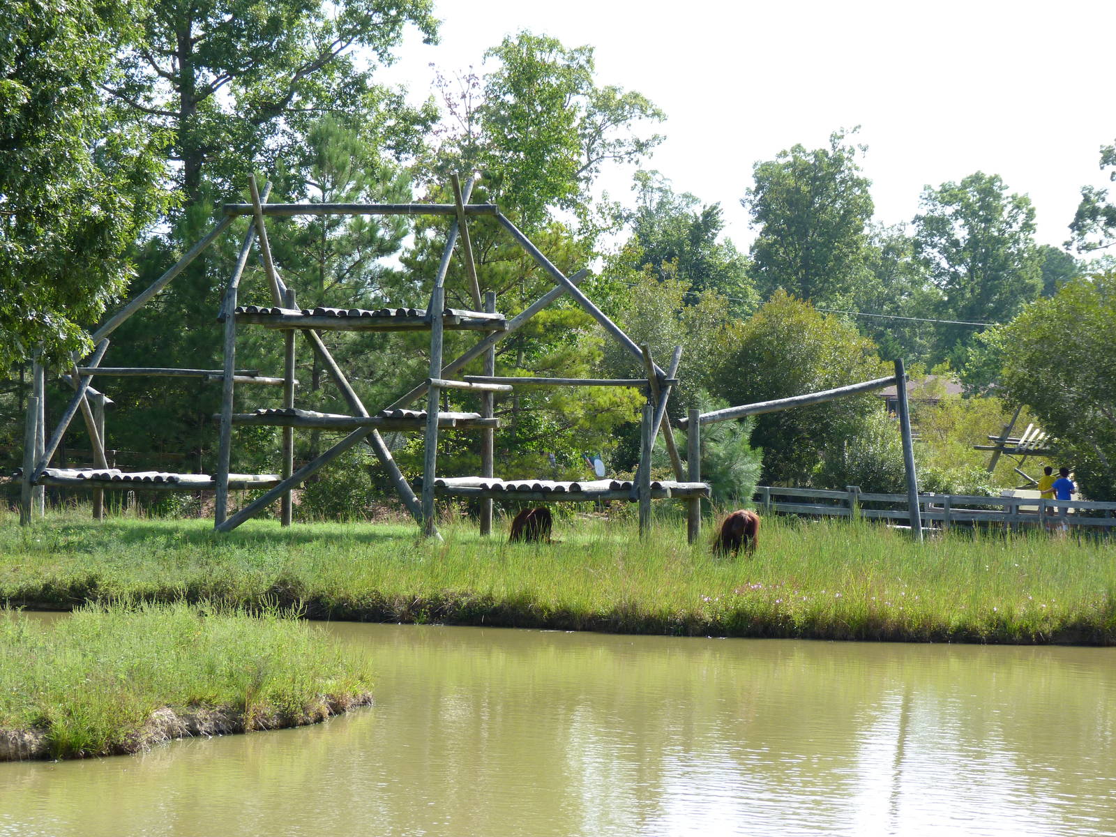 Orangutan Exhibit - August 2014