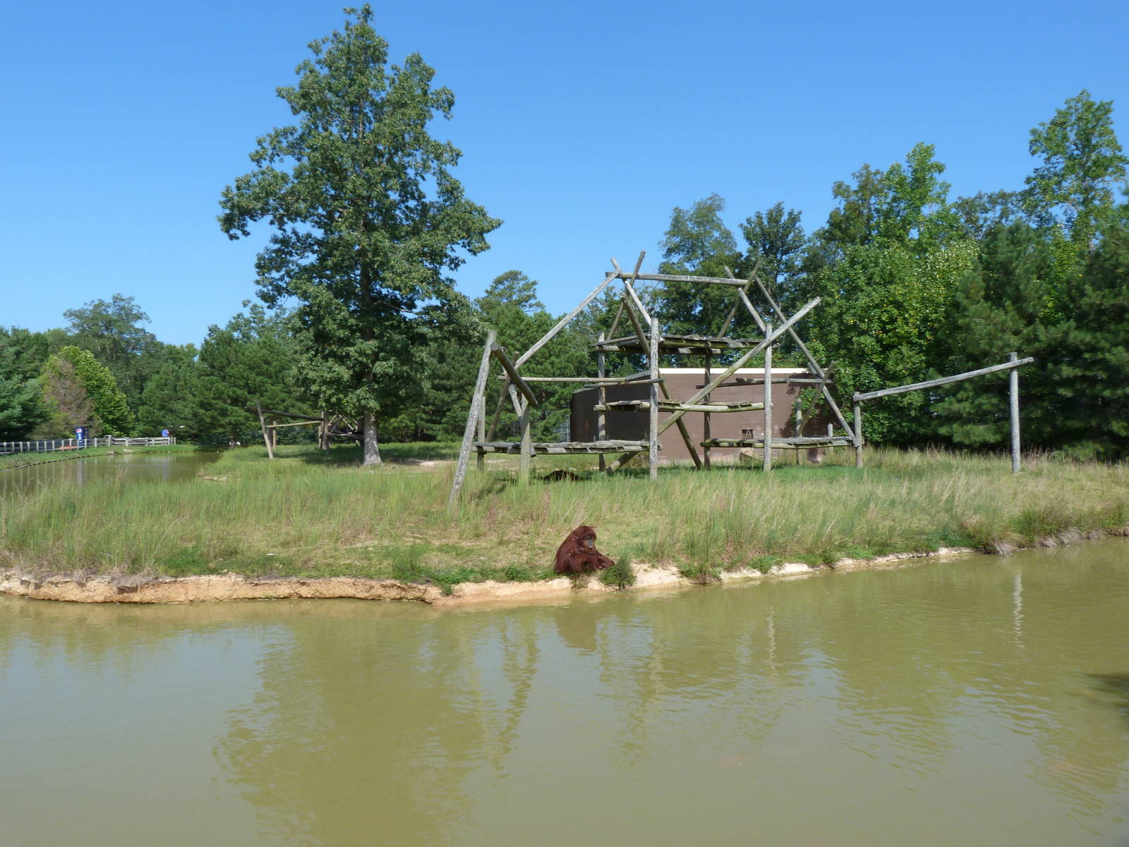 Orangutan Exhibit - August 2014