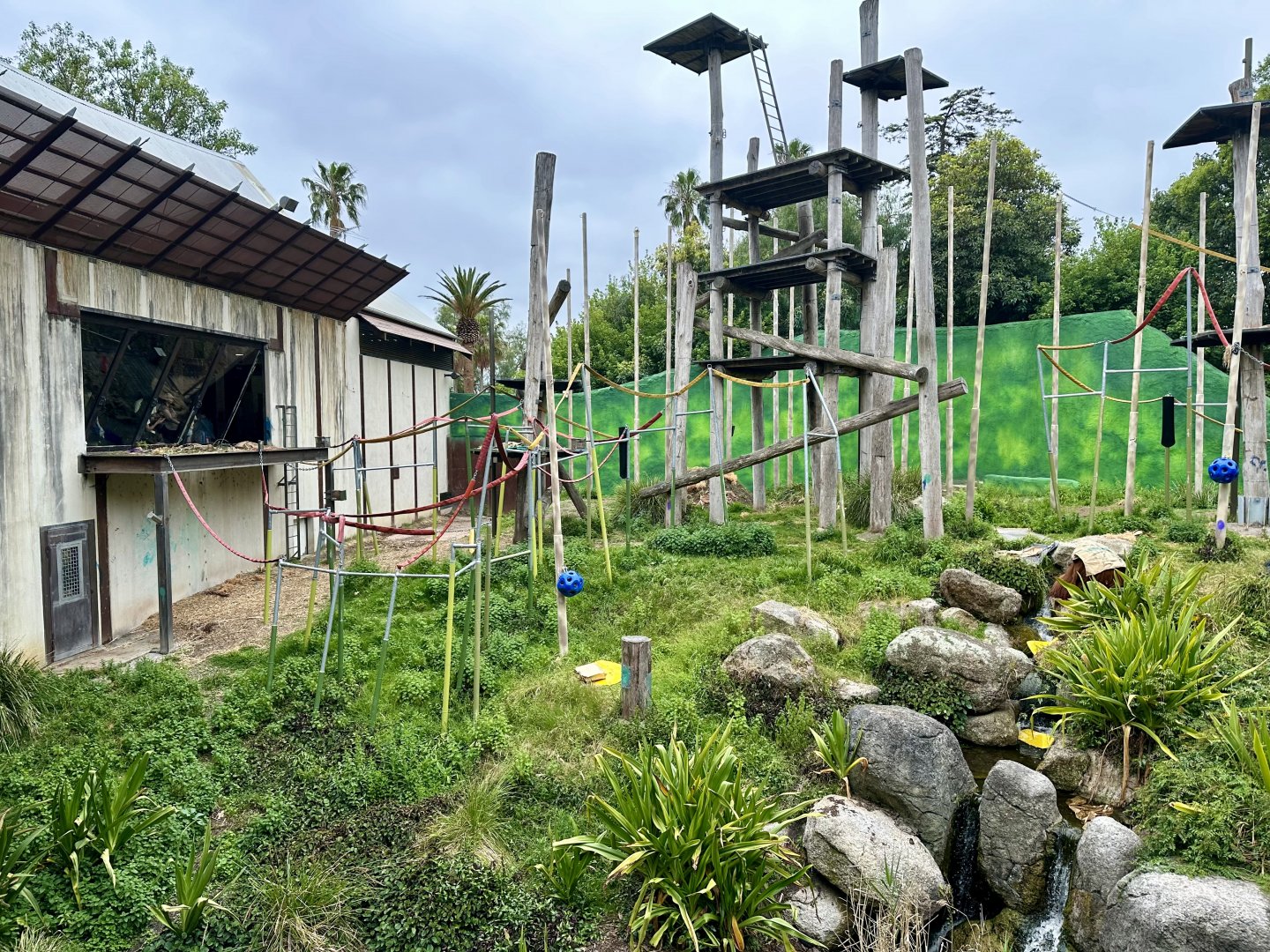 Orangutan Exhibit (Boardwalk View)