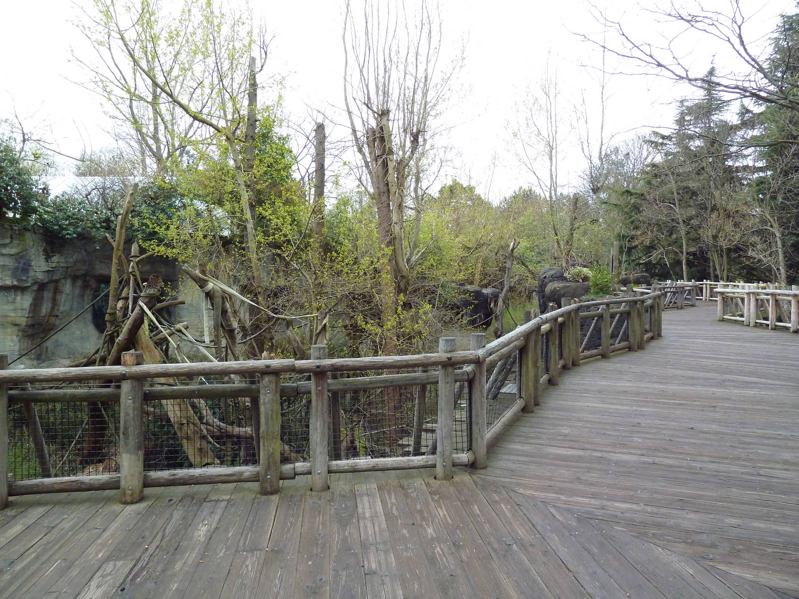 Orangutan Exhibit - Boardwalk Viewing Area