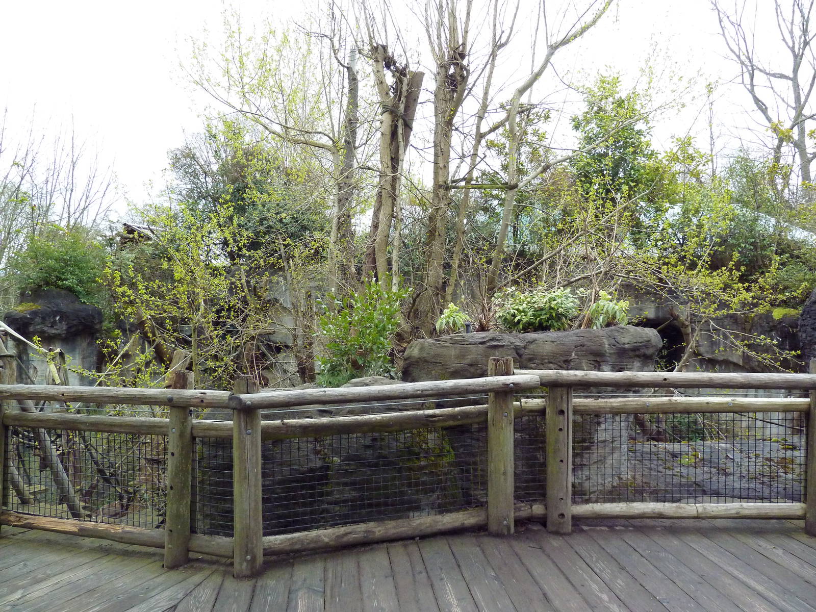 Orangutan Exhibit - Boardwalk Viewing Area
