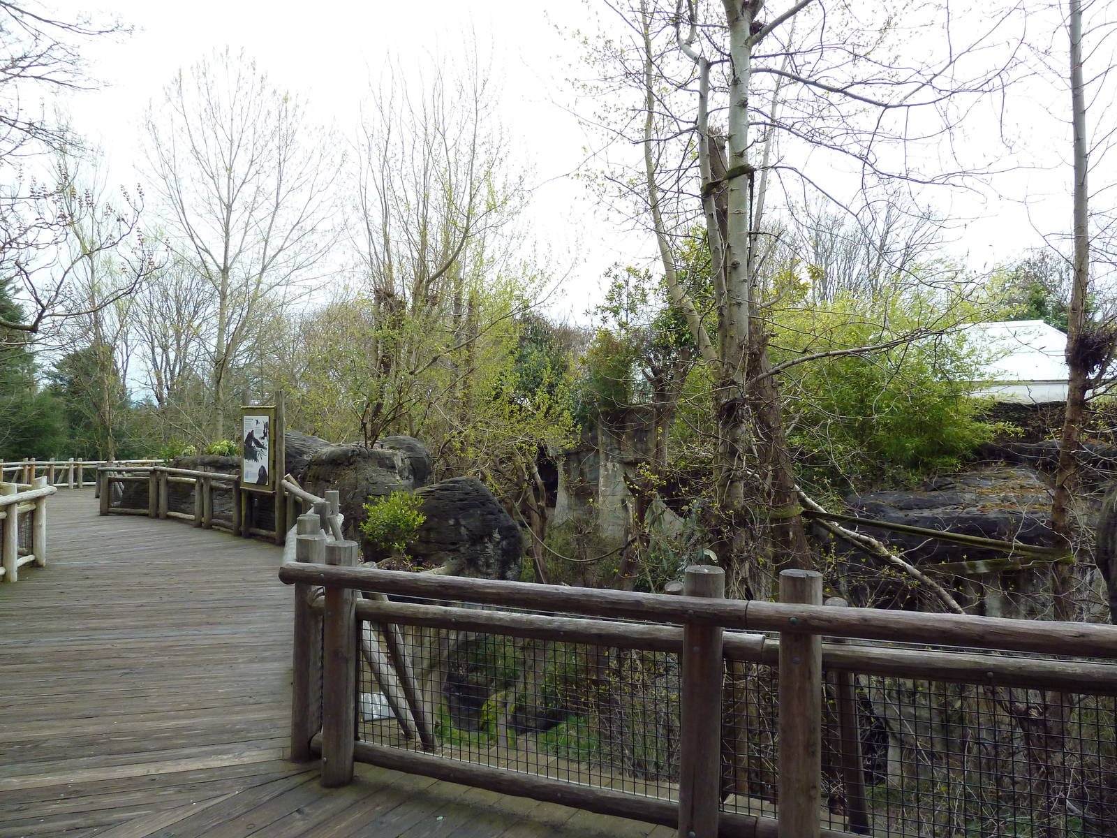 Orangutan Exhibit - Boardwalk Viewing Area