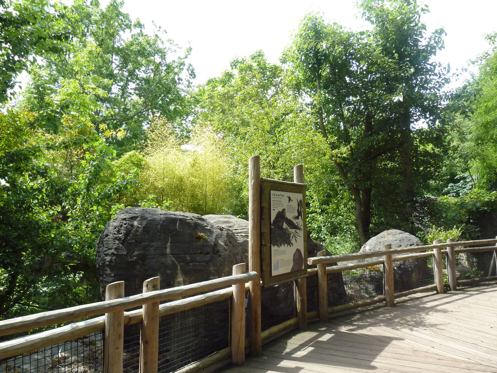 Orangutan Exhibit - Boardwalk Viewing Area
