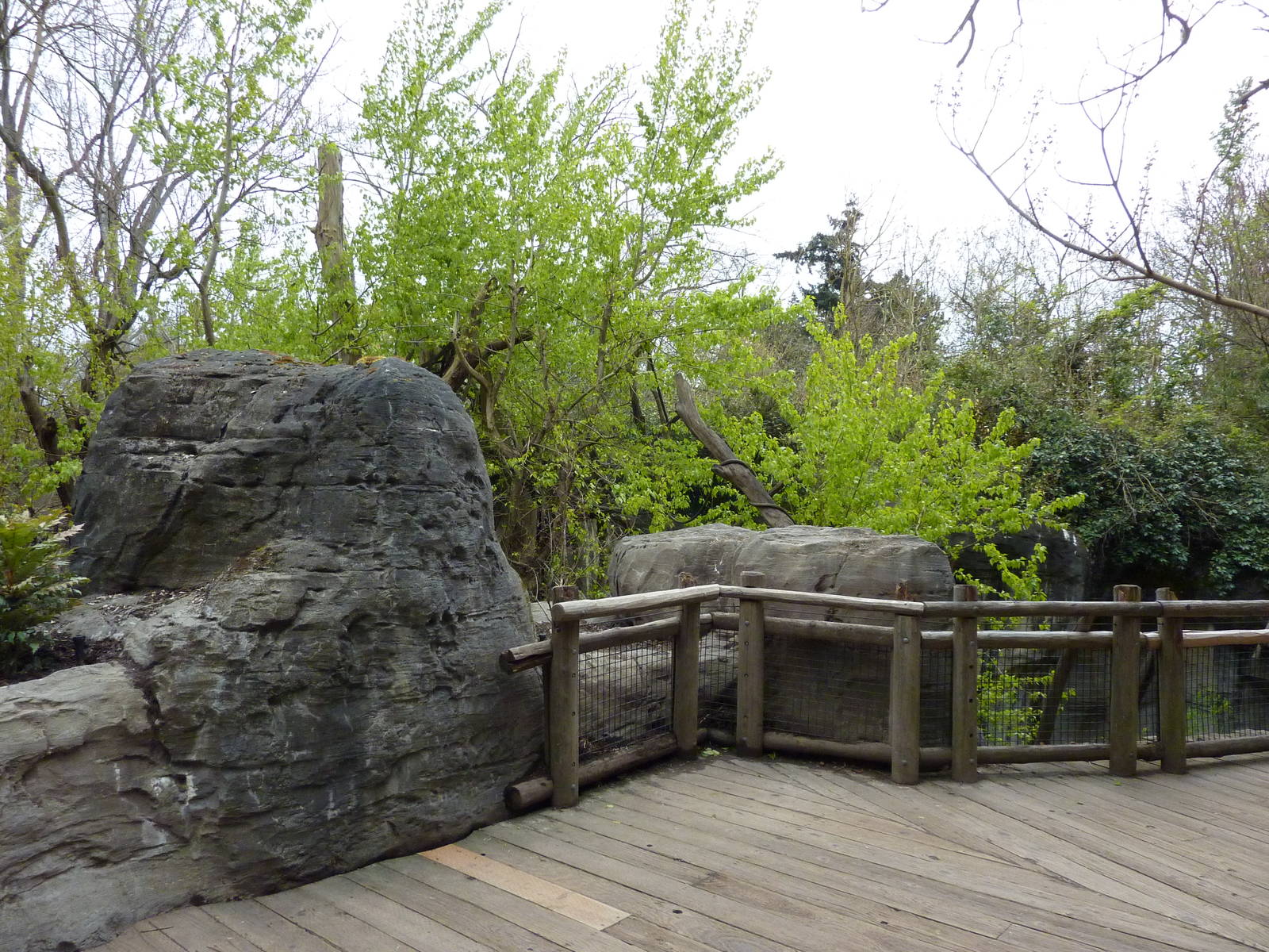 Orangutan Exhibit - Boardwalk Viewing Area