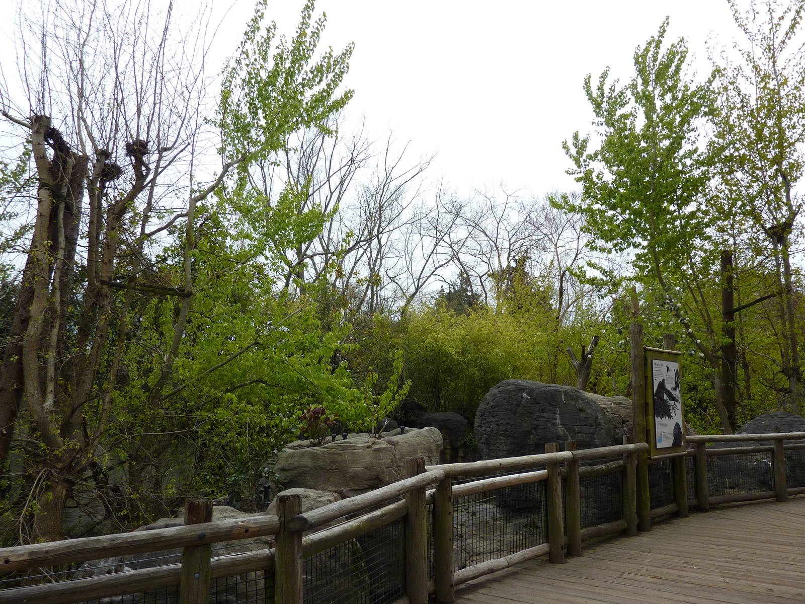 Orangutan Exhibit - Boardwalk Viewing Area
