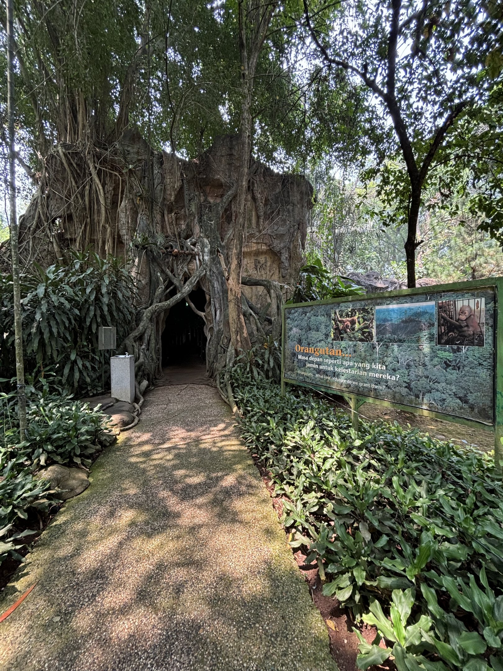 Orangutan Exhibit - entrance tree