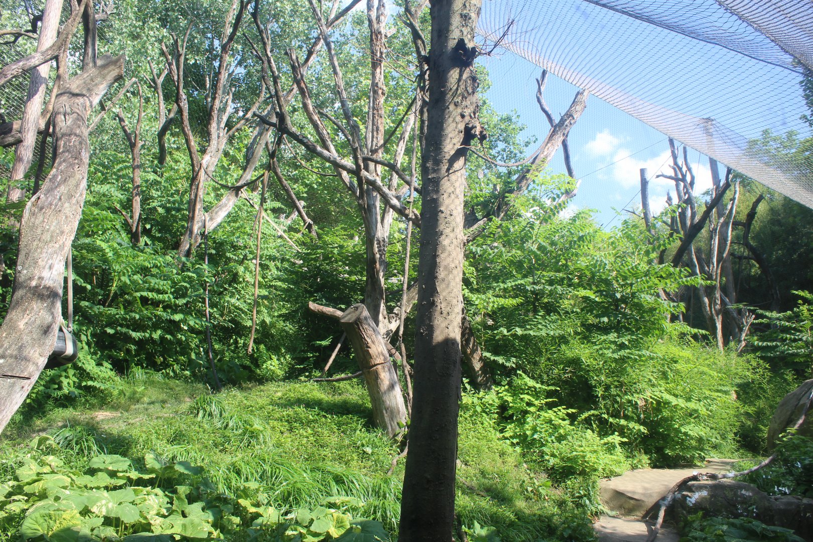 Orangutan Exhibit - Fragile Forest