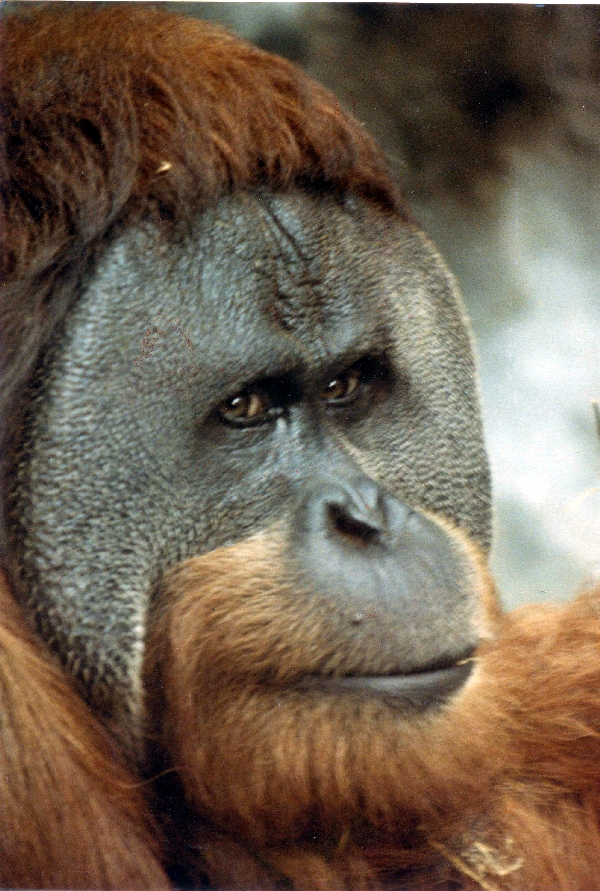 orangutan exhibit in 70's