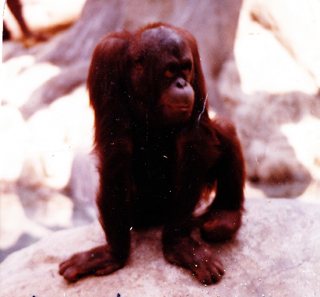 orangutan exhibit in 70's