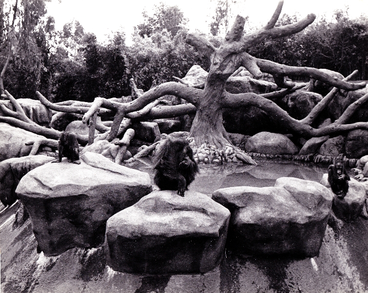 orangutan exhibit in 70's
