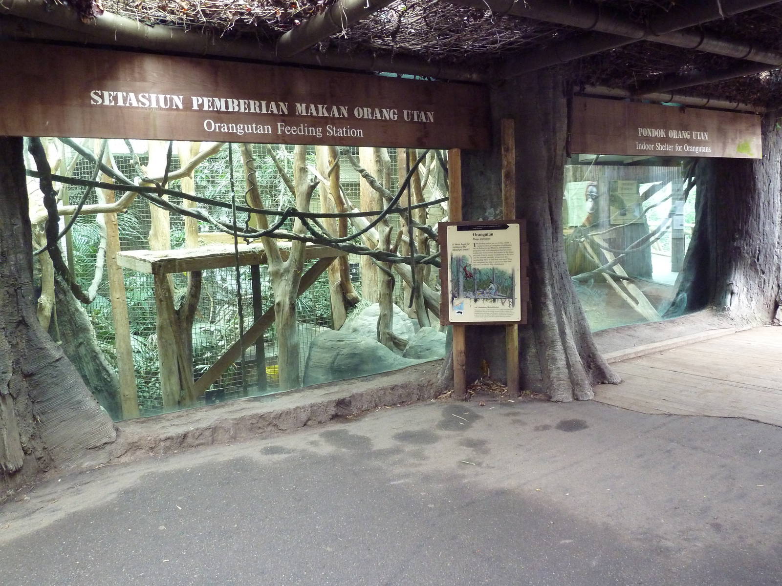 Orangutan Exhibit - Indoor Area Viewing Windows