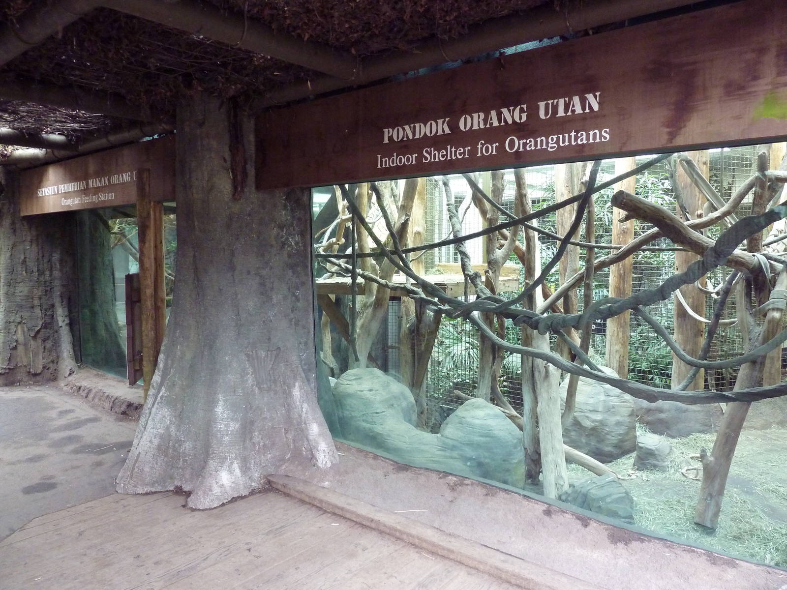Orangutan Exhibit - Indoor Area Viewing Windows