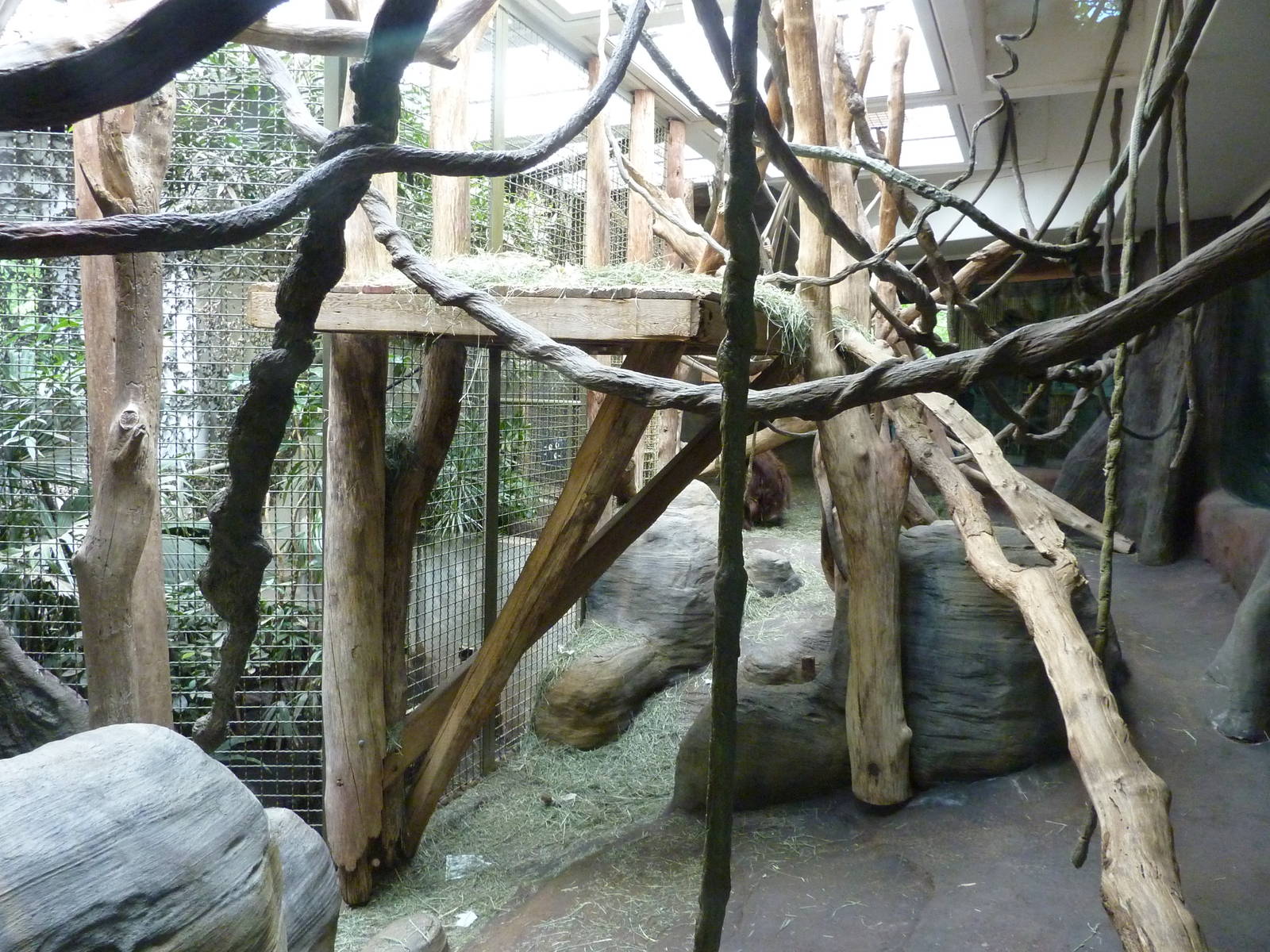 Orangutan Exhibit - Indoor Area