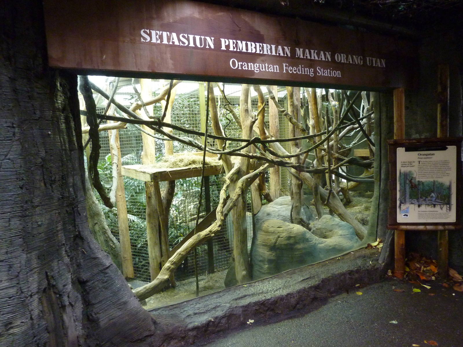 Orangutan Exhibit - Indoor Viewing