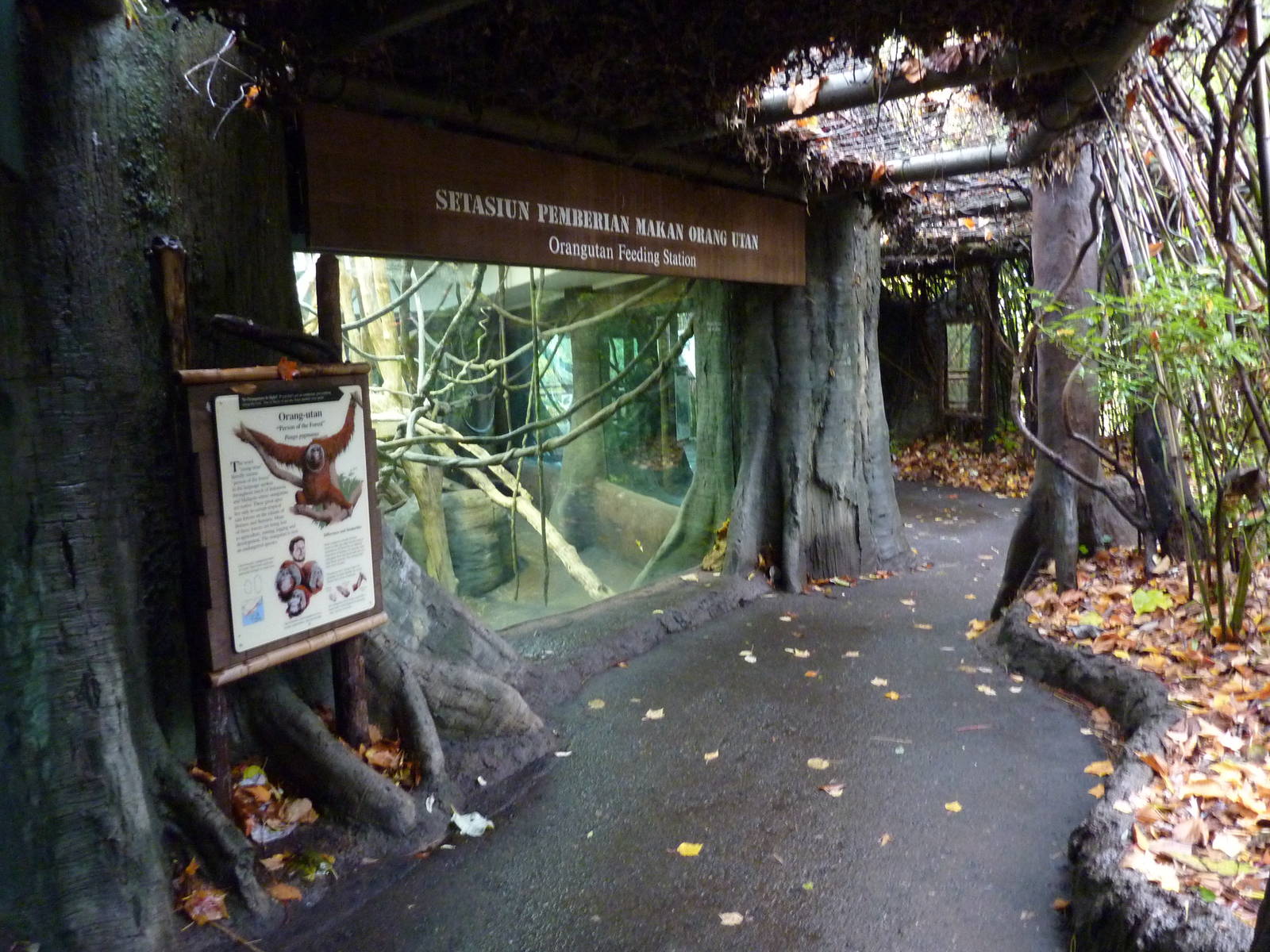 Orangutan Exhibit - Indoor Viewing