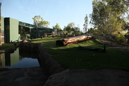 Orangutan Exhibit - June 11, 2011
