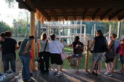 Orangutan Exhibit - June 11, 2011