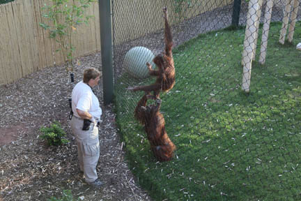 Orangutan Exhibit - June 11, 2011