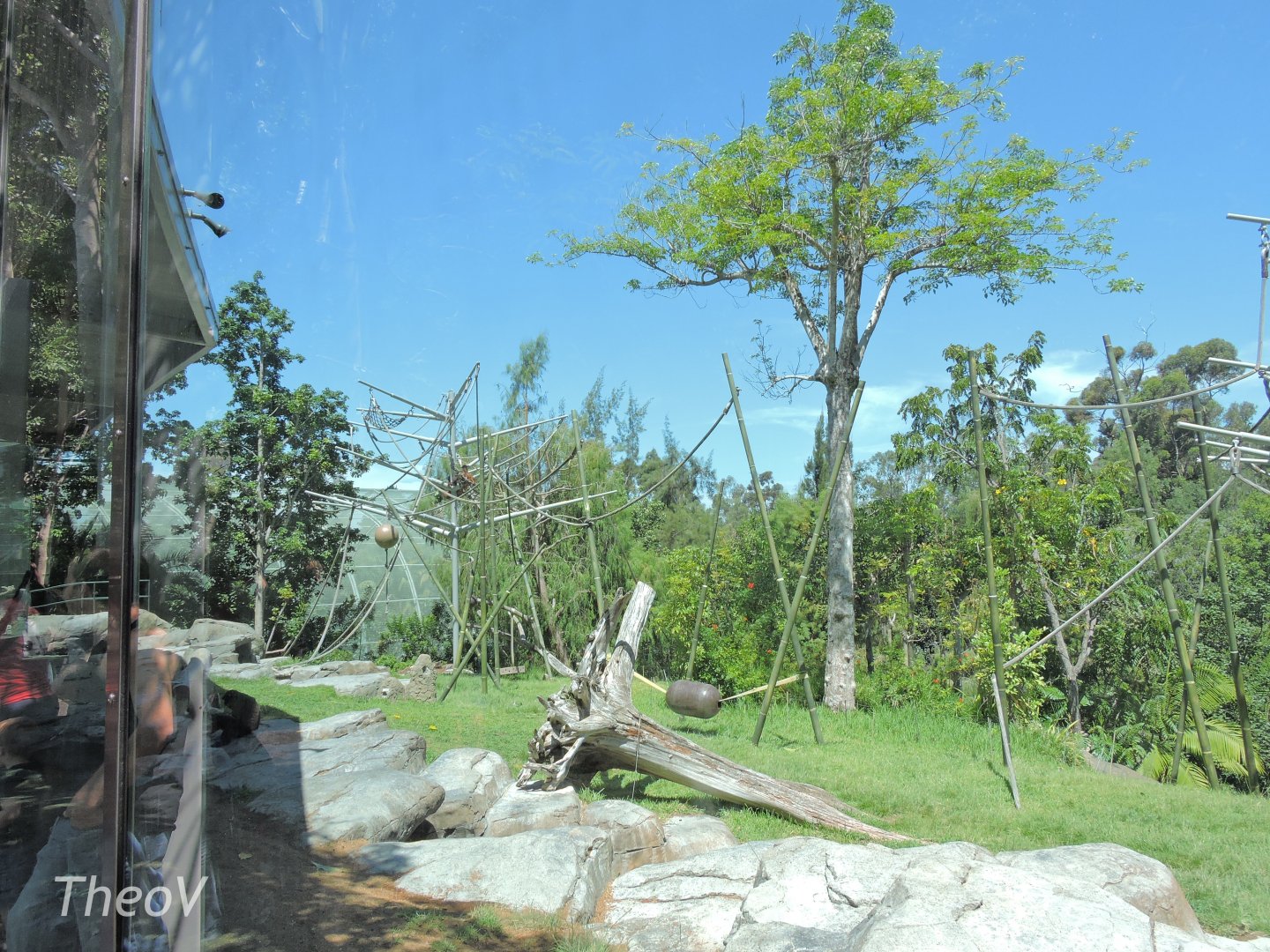 Orangutan exhibit - Lost Forest [2015]