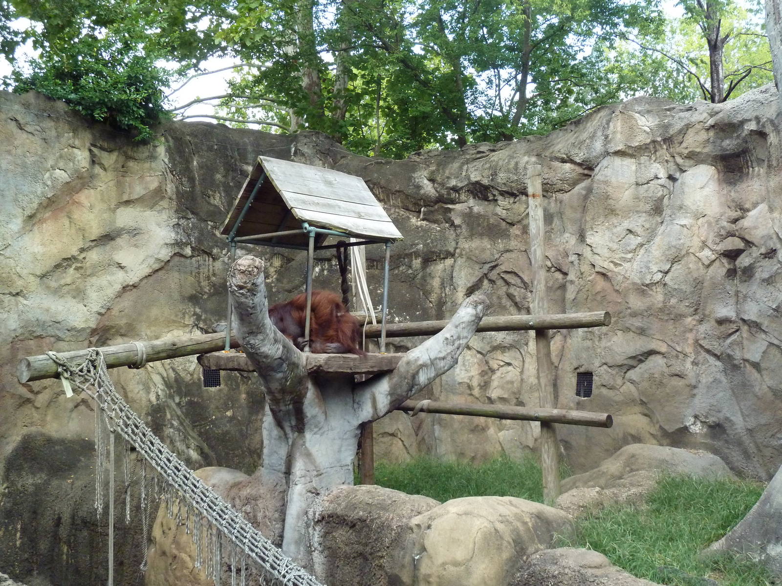 Orangutan Exhibit (Mock-Rock Monstrosity)