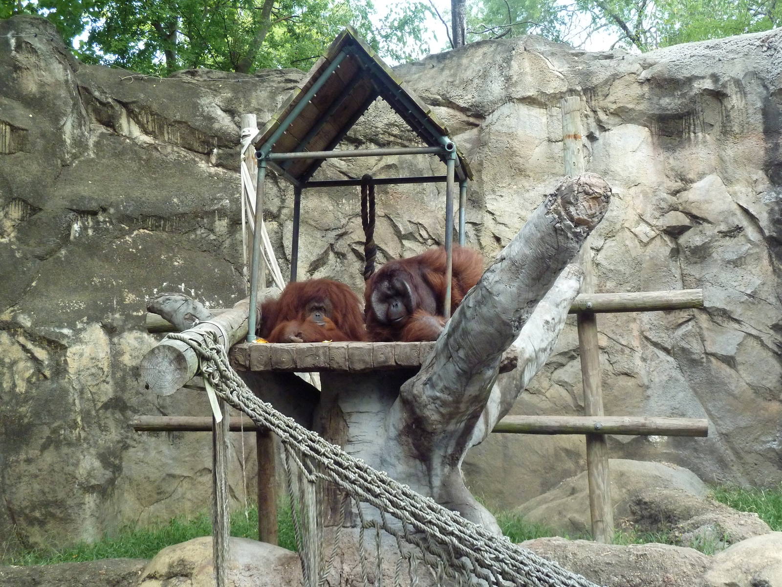Orangutan Exhibit (Mock-Rock Monstrosity)