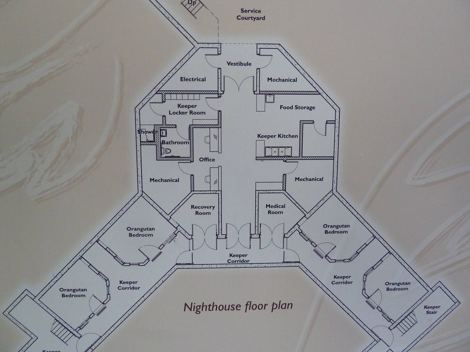 Orangutan Exhibit - New In 2011