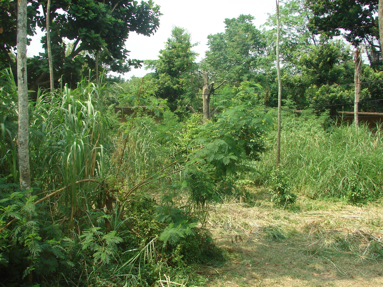 Orangutan exhibit - Schmutzer Primate Centre