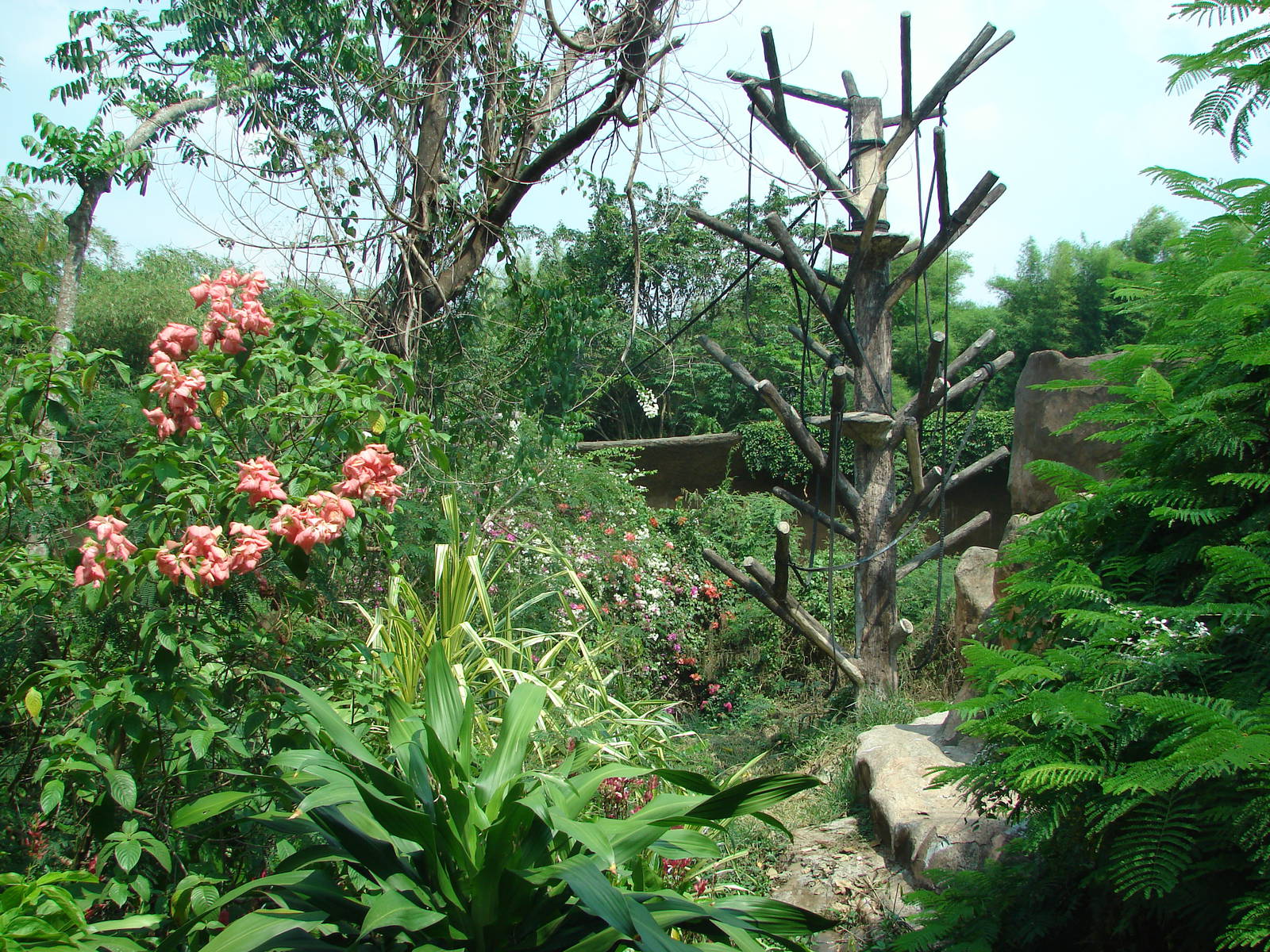 Orangutan exhibit - Schmutzer Primate Centre