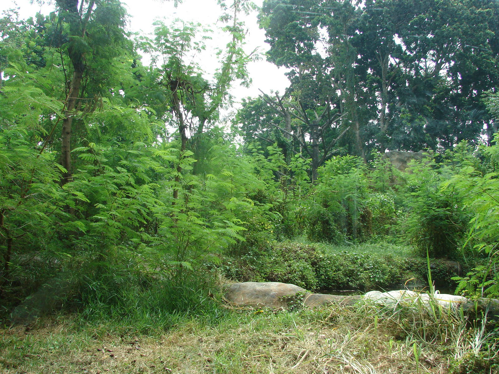 Orangutan exhibit - Schmutzer Primate Centre