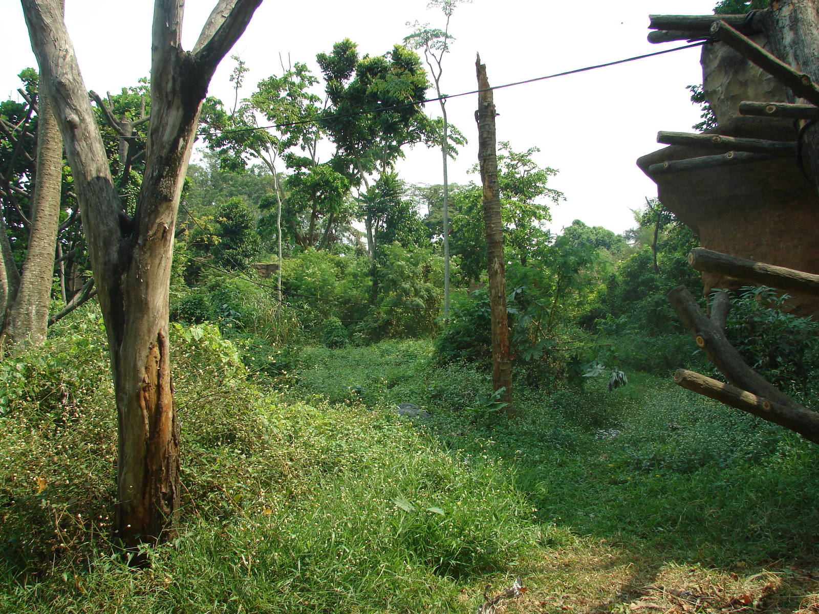 Orangutan exhibit - Schmutzer Primate Centre