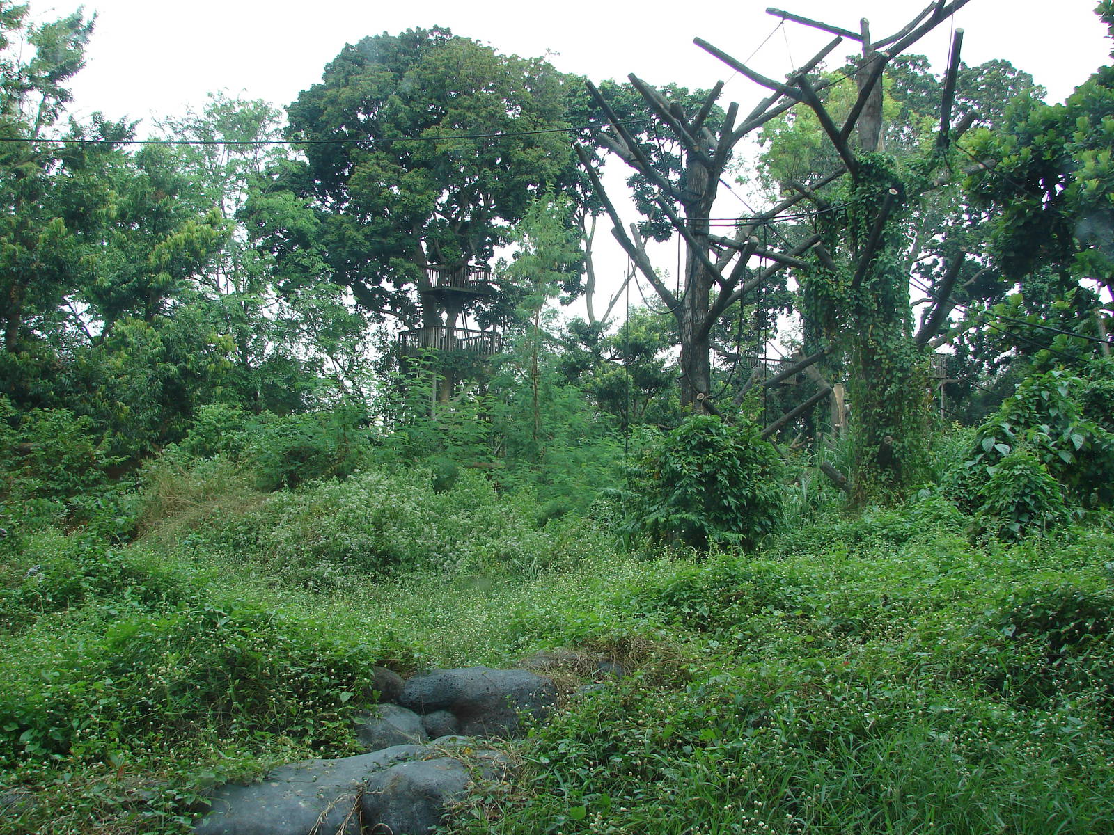 Orangutan exhibit - Schmutzer Primate Centre