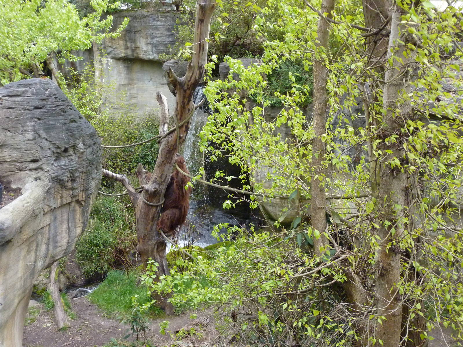 Orangutan Exhibit - See The Male Orang?