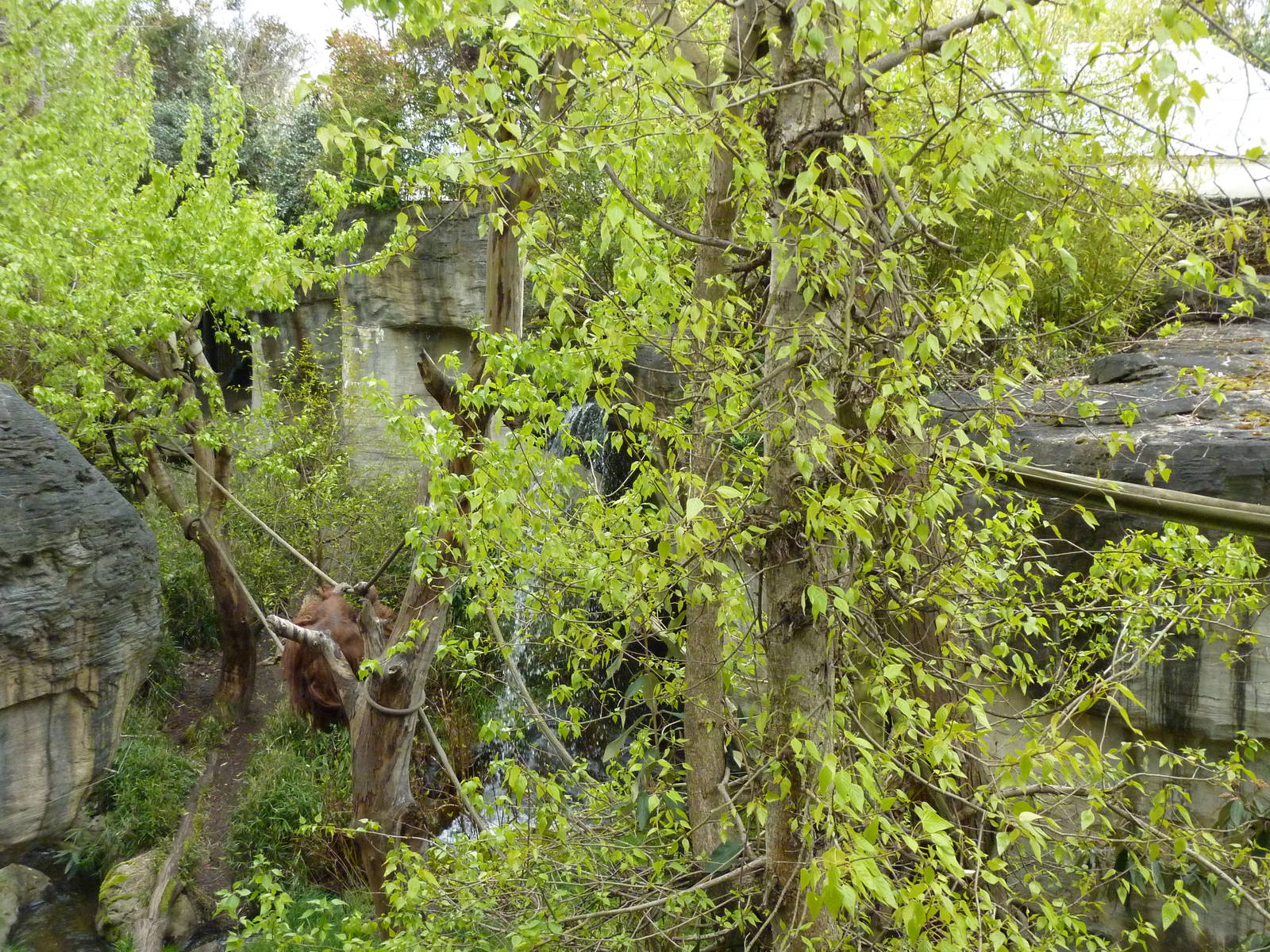 Orangutan Exhibit - See The Male Orang?