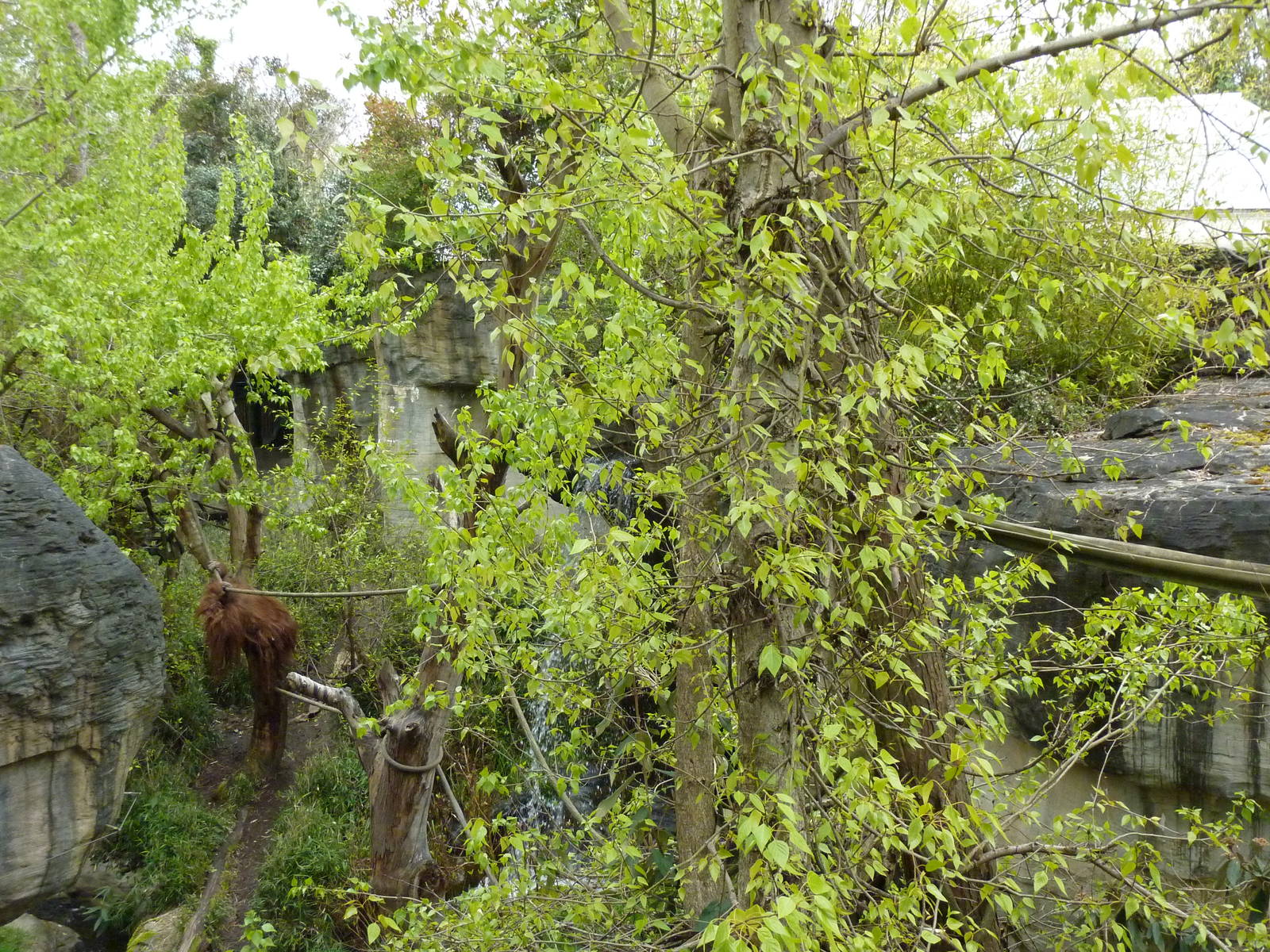 Orangutan Exhibit - See The Male Orang?