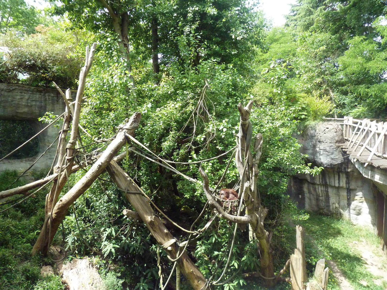 Orangutan Exhibit - See The Red Ape?