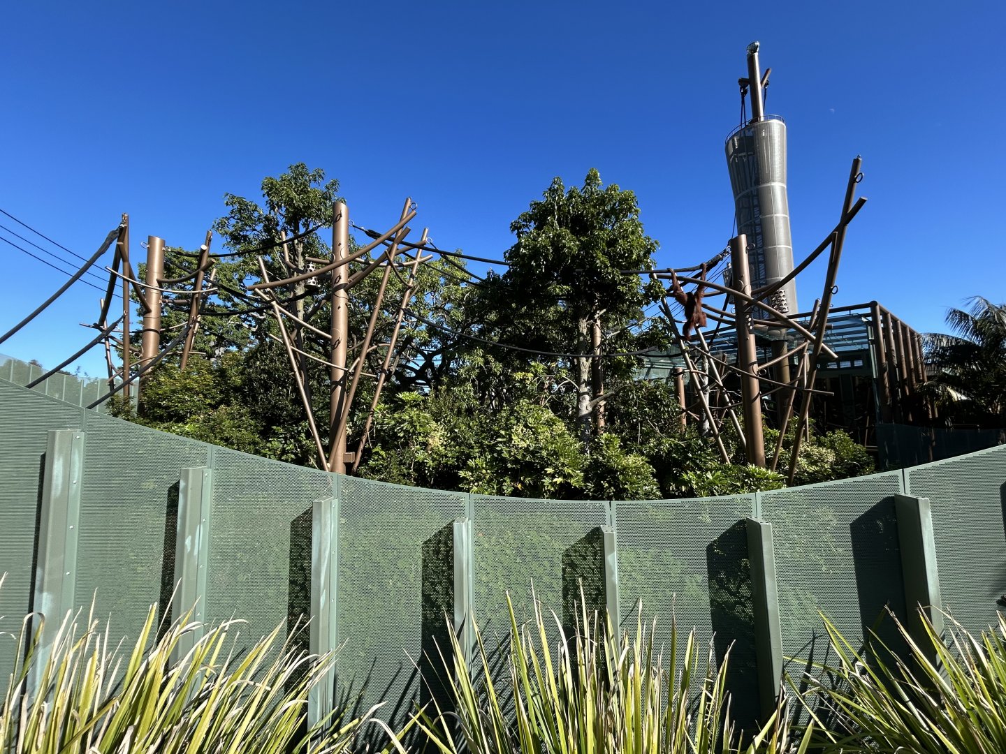 Orangutan Exhibit - Southeast Asian Jungle Track