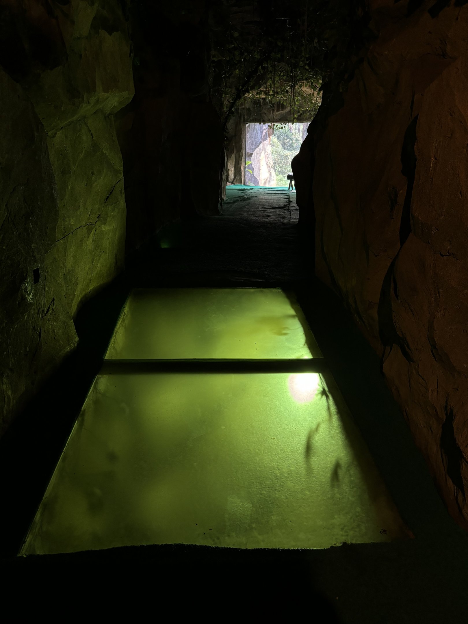 Orangutan Exhibit - tunnel pathway