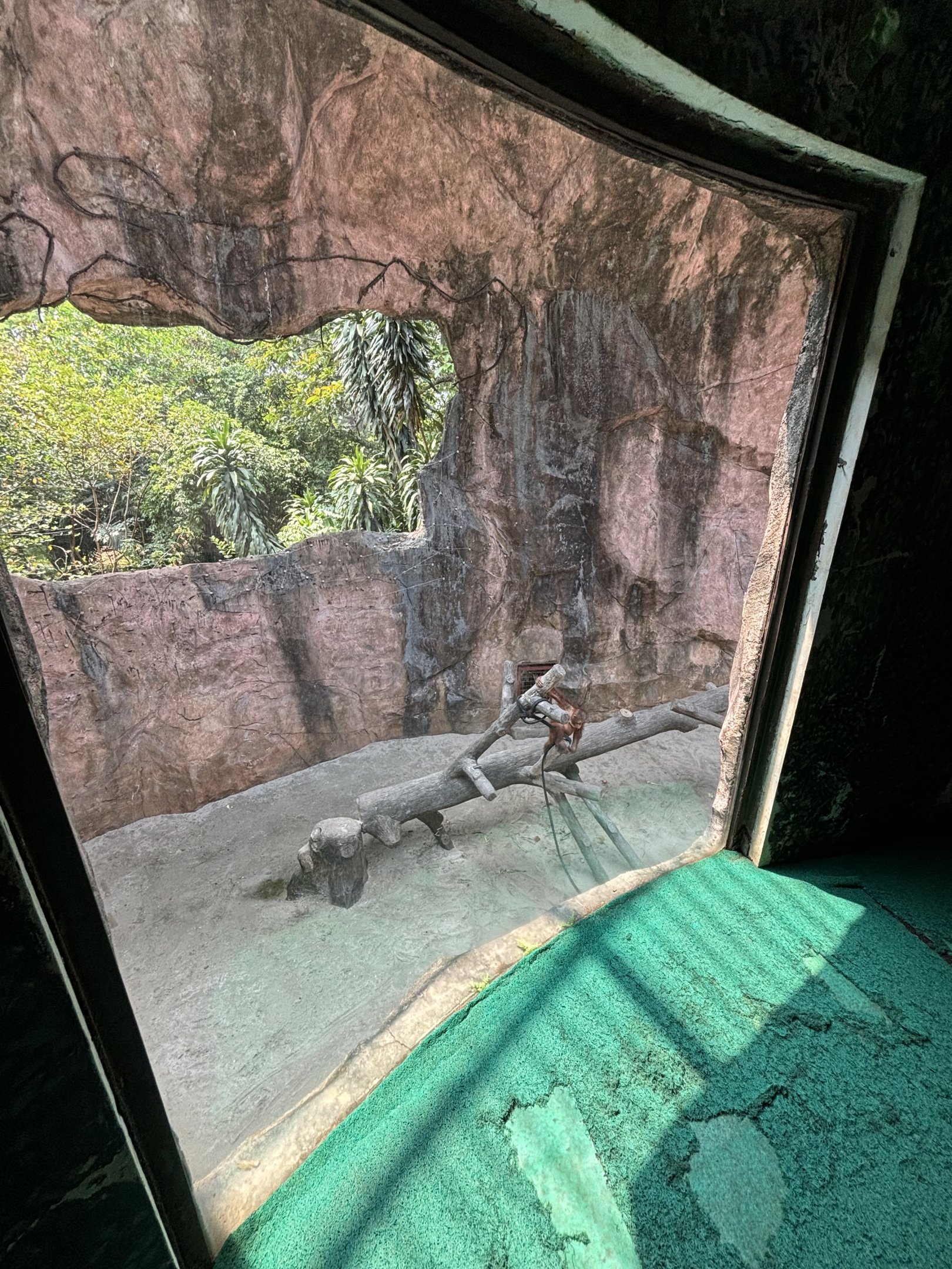 Orangutan Exhibit View #11 - baby orang