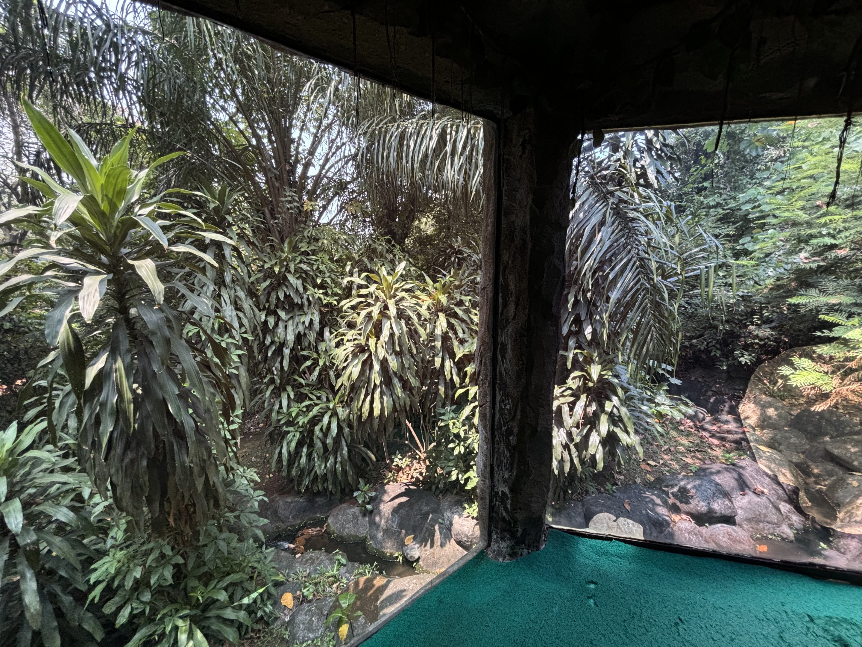 Orangutan Exhibit View #13