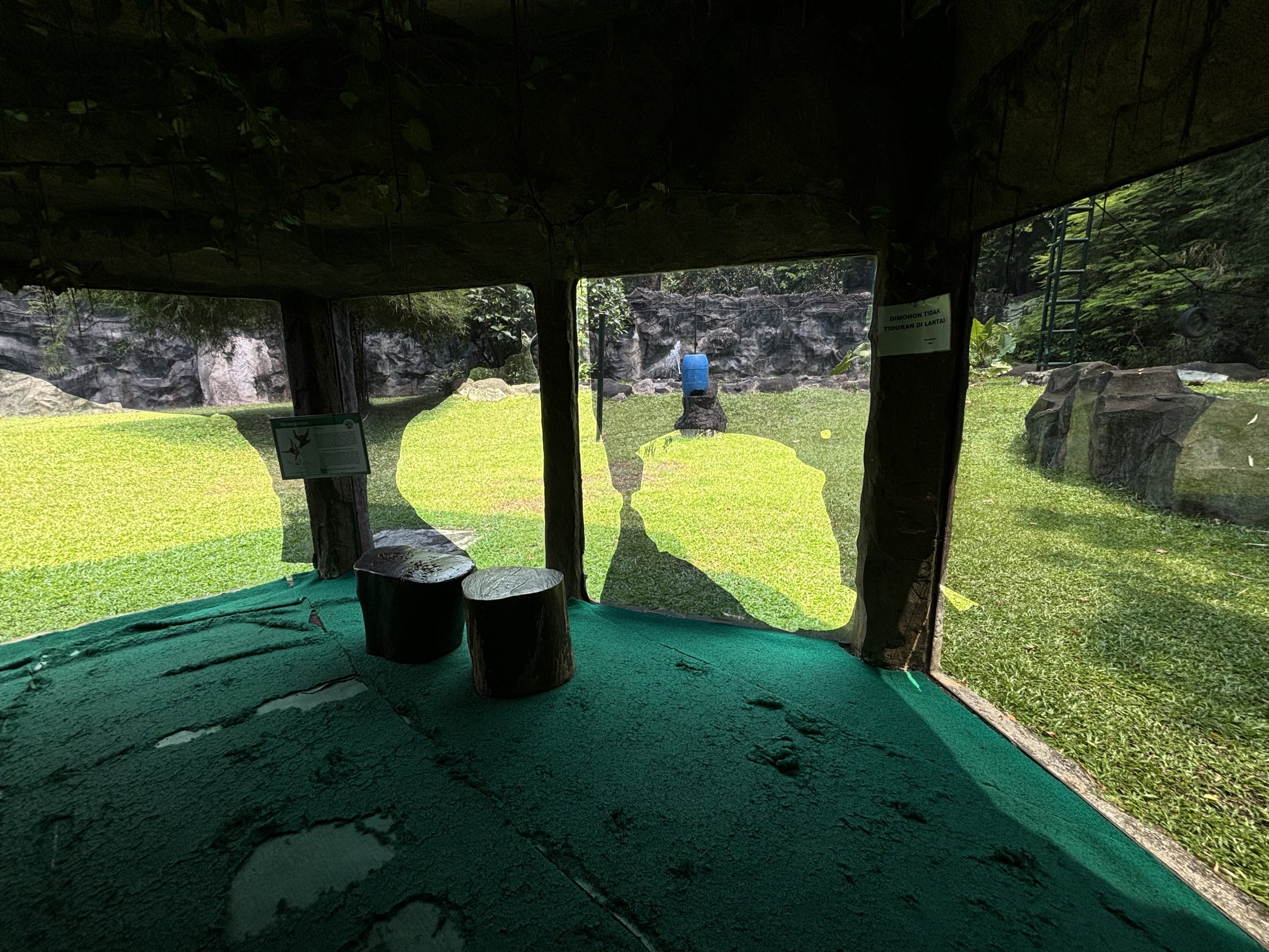 Orangutan Exhibit View #15