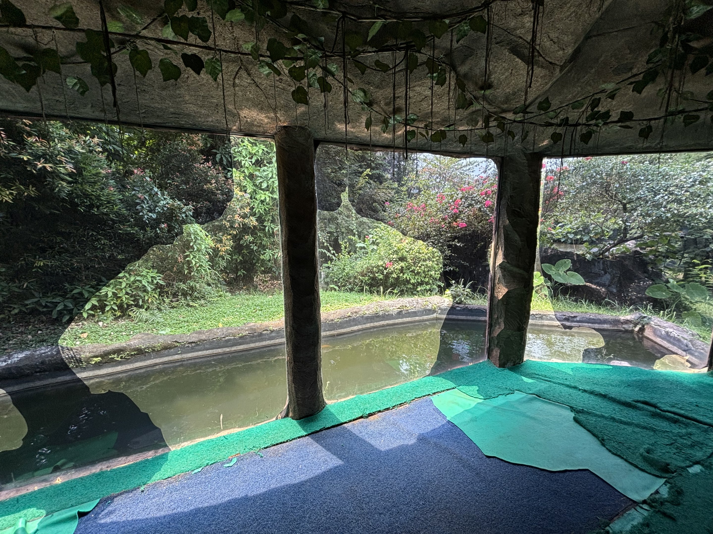 Orangutan Exhibit View #16