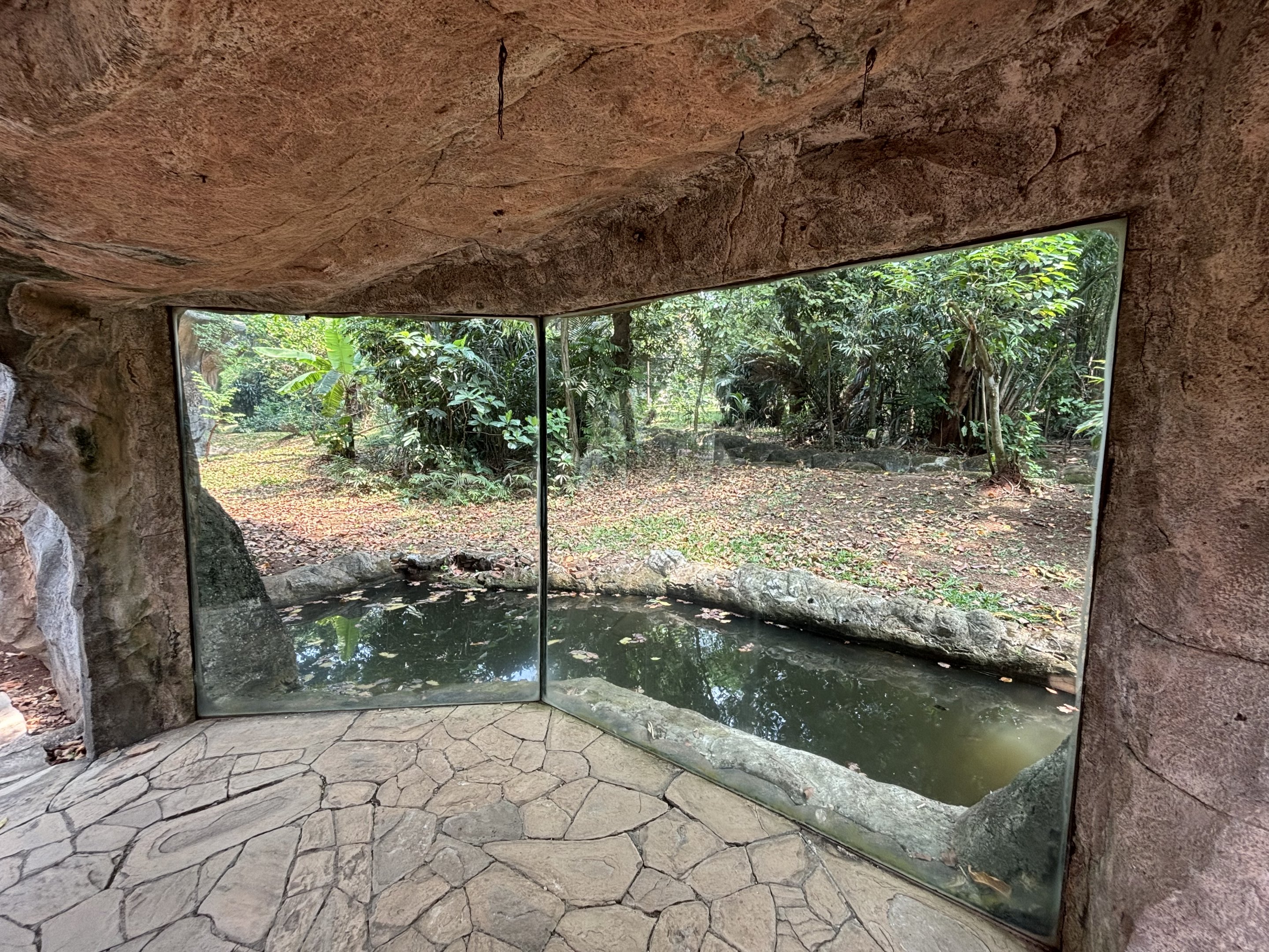 Orangutan Exhibit View #3