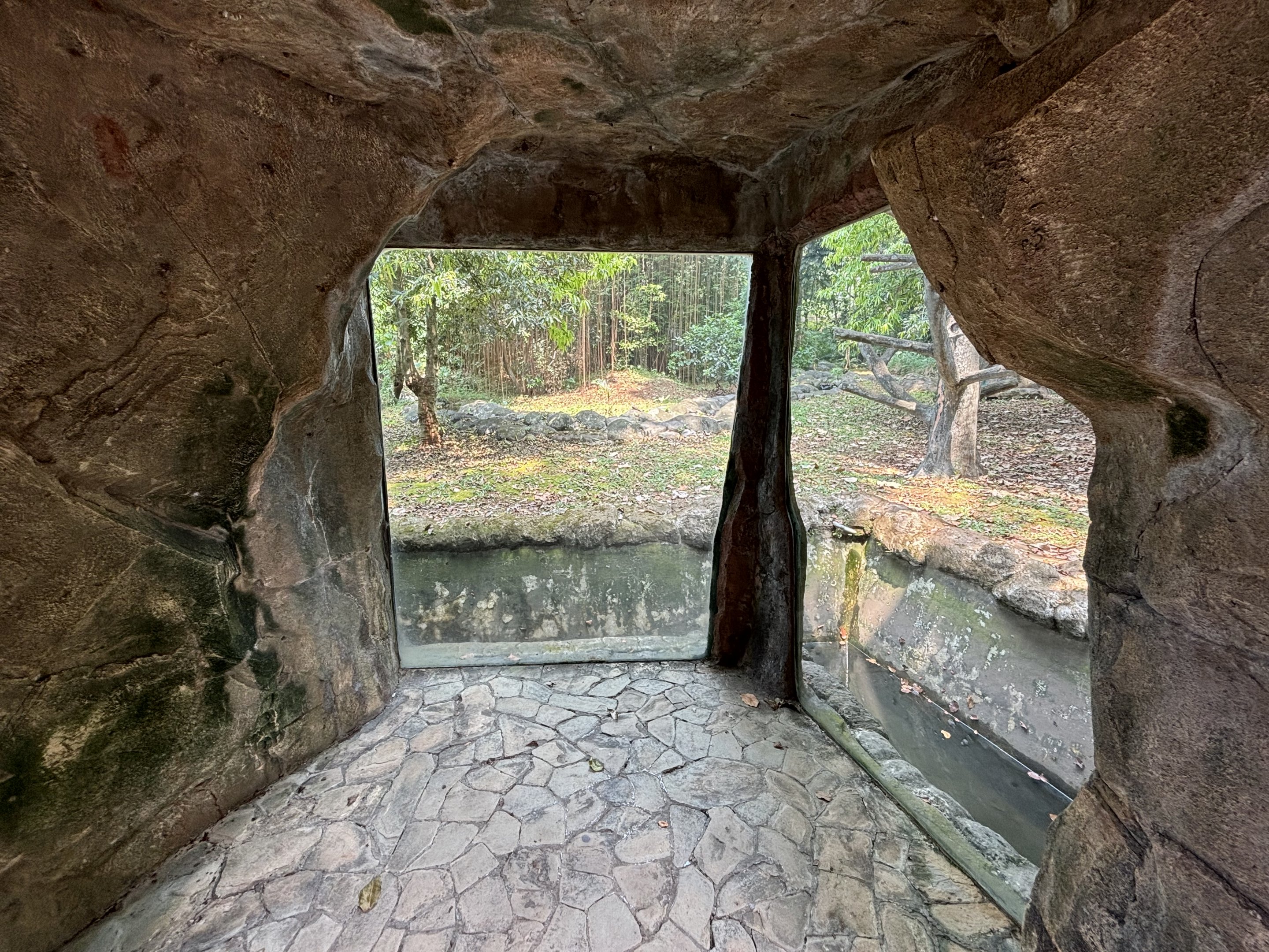 Orangutan Exhibit View #5