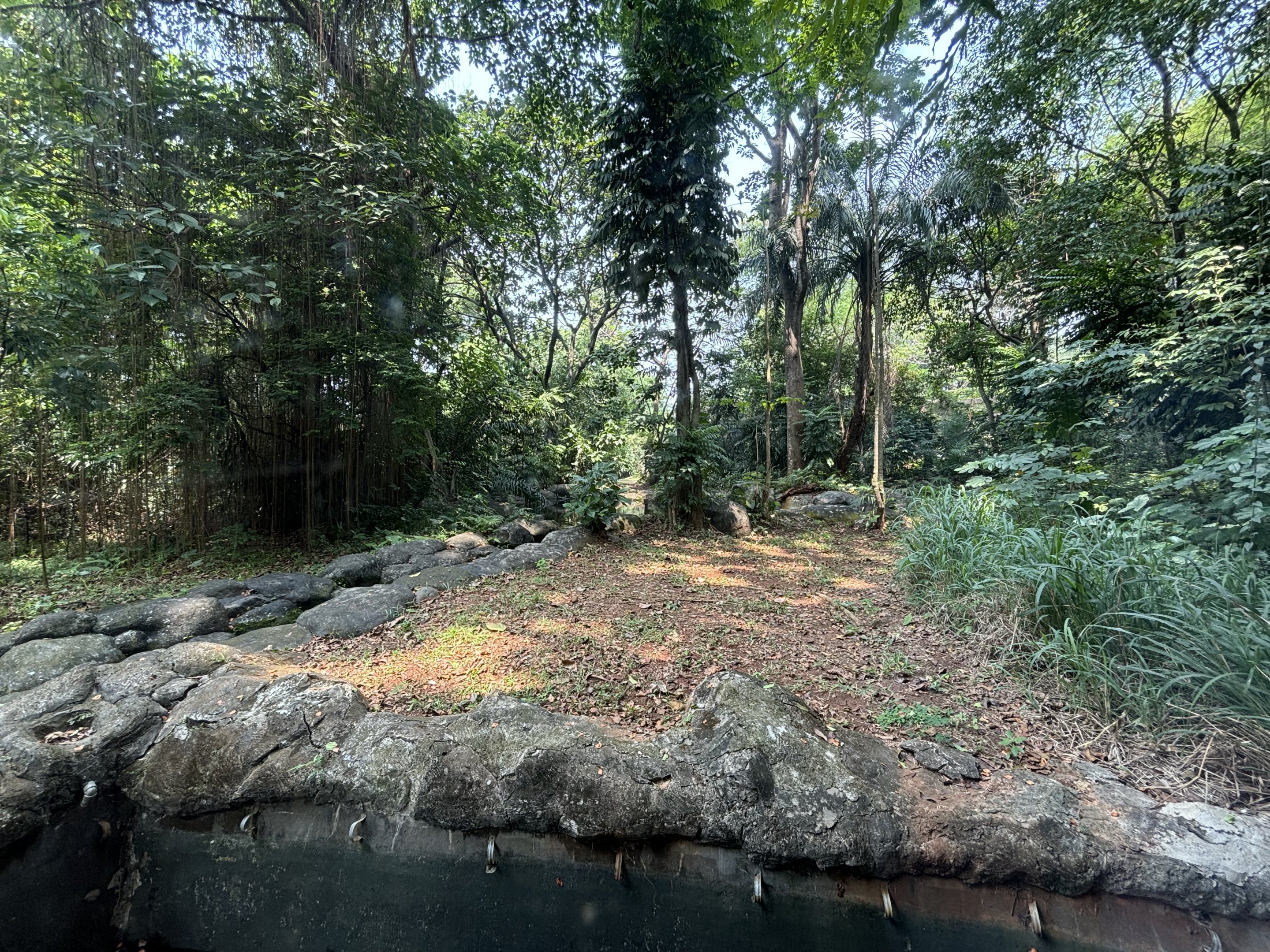 Orangutan Exhibit View #6
