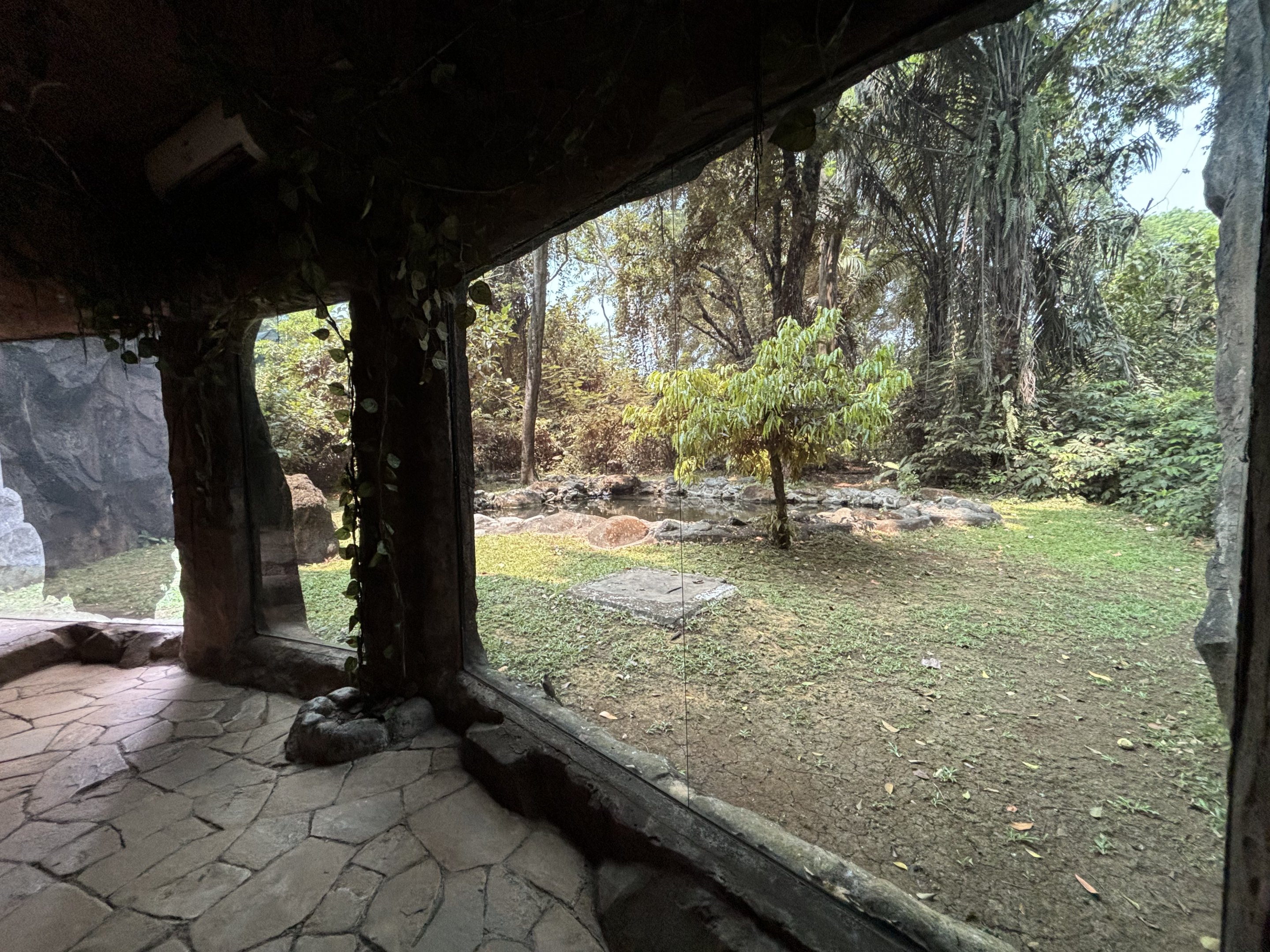 Orangutan Exhibit View #7