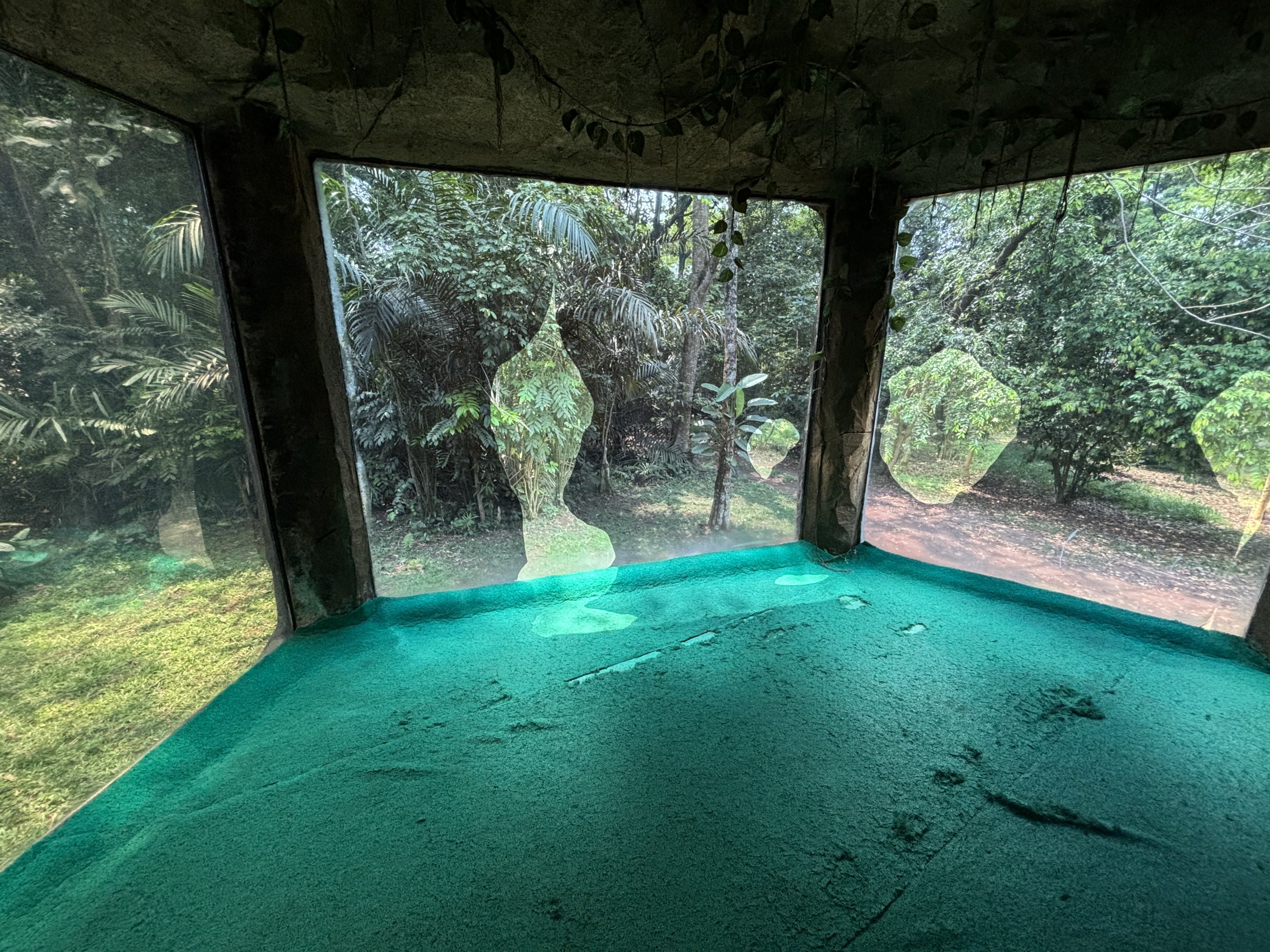 Orangutan Exhibit View #8