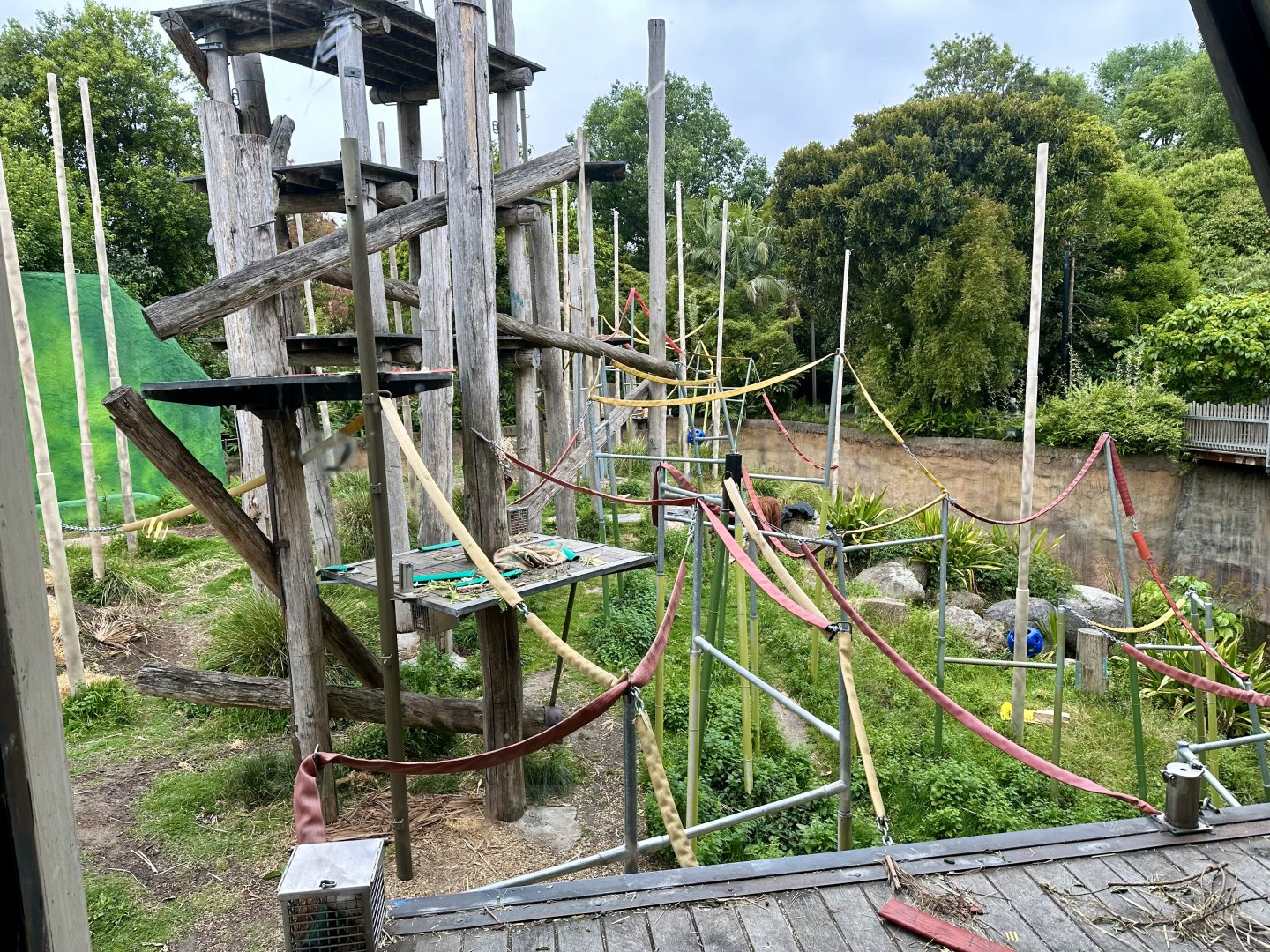 Orangutan Exhibit (Viewing Window View)